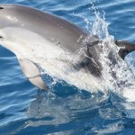 Stenella - Foto De Santis p.g.c. Tethys